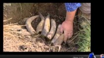 “Biodynamic” farming: Steiner nonsense from the BBC